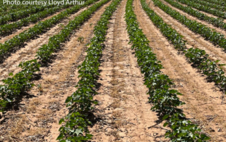 West Texas cotton crop