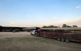 Long lines at Texas livestock auctions made national news recently, as ranchers liquidate cow herd due to the ongoing drought.