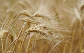 Wheat harvest in the Lone Star State is winding down, putting an end to a year that most wheat farmers want to forget.