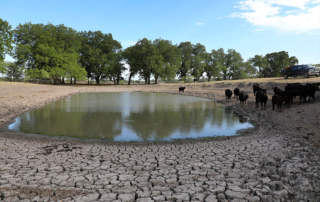 cattle hydrated and healthy in drought