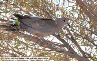 Banded Bird Challenge Eurasian Collared Dove