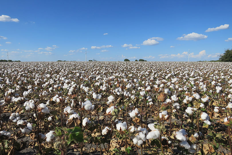 Texas, U.S. expects smaller cotton crop Texas Farm Bureau