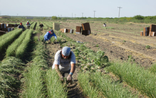 farm labor resources webpage