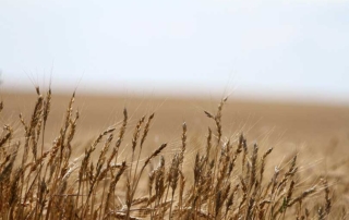Ukraine-wheat-corn-exports