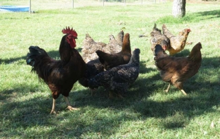 backyard poultry