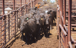 cattle auctions
