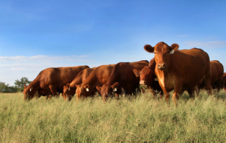 Cattle grazing-Livestock Regulatory Protection Act