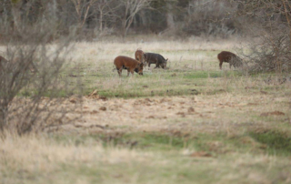 TPWD is accepting comments on a proposal that would allow drone use to locate feral hogs at night for hunters on the ground.