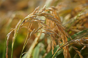 rice growing in field