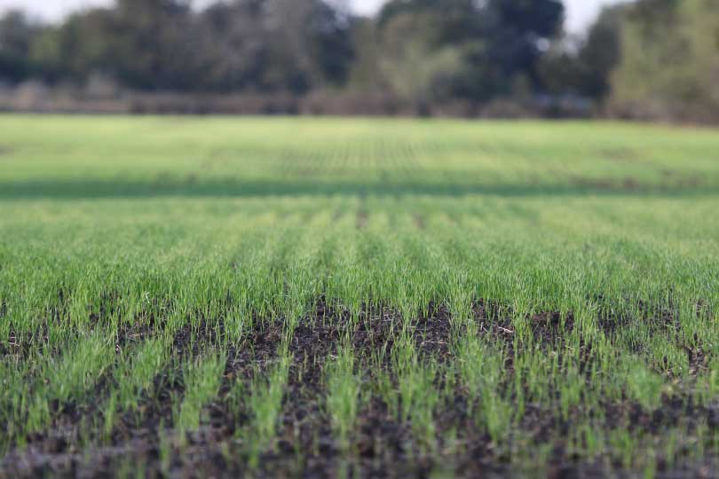 Early Fall Moisture Puts Texas Wheat Planting Ahead Of Schedule Texas 