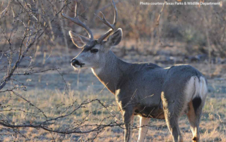 CWD deer Kaufman County