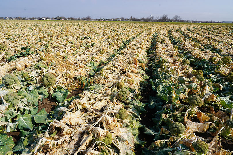 ERP Funds New Pandemic Assistance Announced Texas Farm Bureau