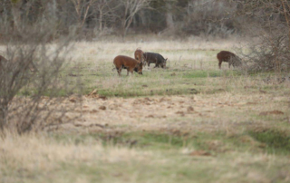 drone use feral hogs in pasture