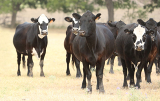 Farmers and ranchers have until Dec. 1 to sign up for Pasture, Rangeland and Forage insurance for 2023 is Dec. 1.