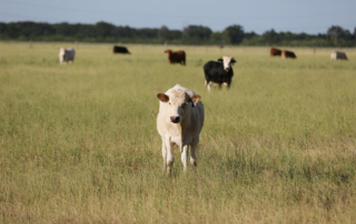 Final regulations for a new cattle contract library pilot project were published this week by the U.S. Department of Agriculture.
