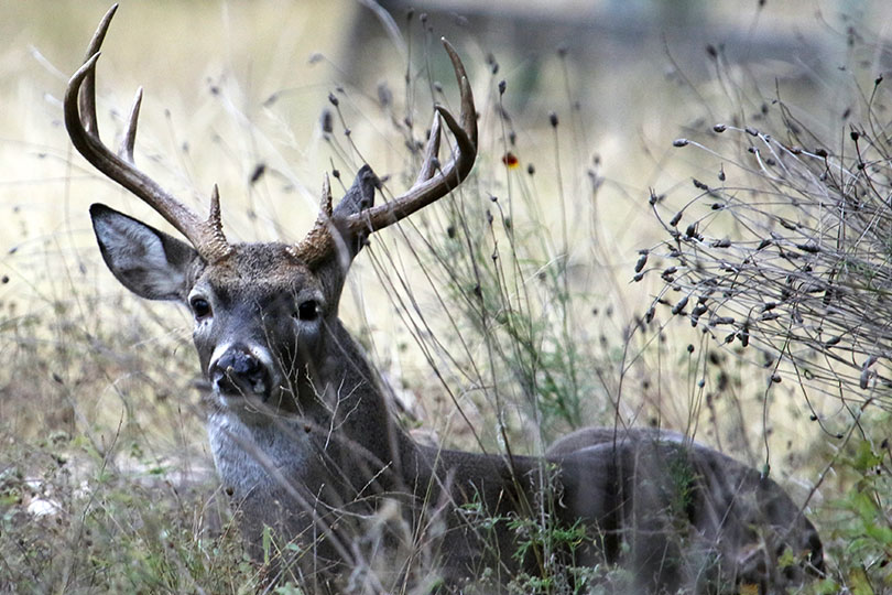 Deer, deer hunting has multi-billion impact on economy, jobs - Texas Farm  Bureau