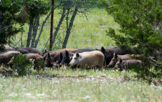 TPWD feral hogs