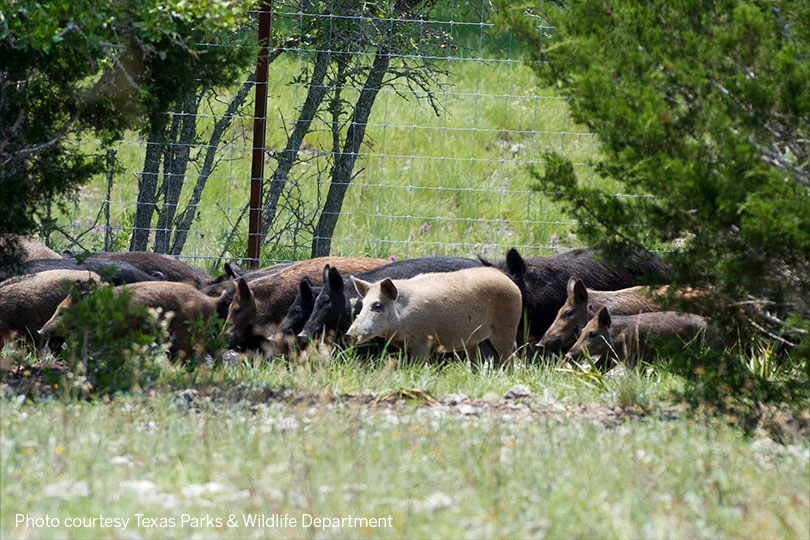 Tools available to help Texans control feral hog population - Texas Farm  Bureau