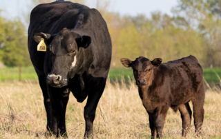 CattleFax forecasts profitability ahead for ranchers Higher prices and profitability are forecast for cattle producers as the industry enters the year with the smallest cattle inventory since 2014.