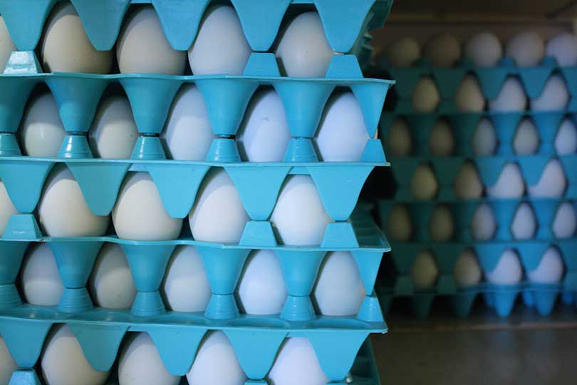 Avian flu, inflation drive egg prices higher Texas Farm Bureau