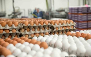 Avian influenza impact on chicken, egg production USDA released the Chicken and Eggs Summary for 2022, showing how avian influenza impacted growers and consumers.