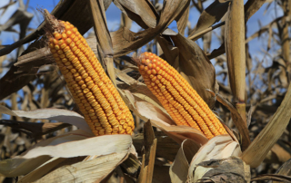 Mexico GM corn decree
