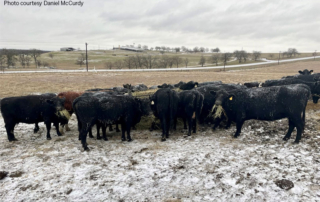 winter storm cattle