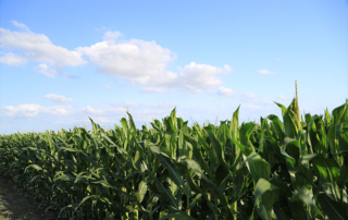 Corn sustainability program introduced The U.S. Grains Council launched its Corn Sustainability Assurance Protocol in conjunction with their Sustainable Corn Exports web platform earlier this year.