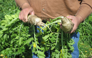 Farmers asked to respond to National Cover Crop Survey Farmers and ranchers are invited to share their thoughts on cover crops in the online National Cover Crop Survey.