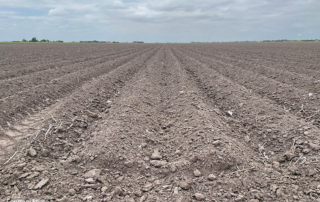 Drought continues for RGV farmers, ranchers Farmers and ranchers are facing ongoing drought conditions in the Rio Grande Valley, leaving thousands of acres to go unplanted in 2023.