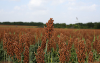 Male-sterile sorghum may use less water Recent research indicates male-sterile sorghum plants could replace corn silage and save water on forage production while offering dairy cattle the needed energy in their diet.