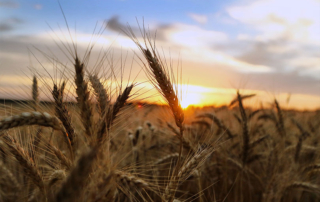 Outlook improves for Texas grain production Circumstances are improving for Texas grain farmers this spring with strong grain prices, improved planting conditions and lower input costs.