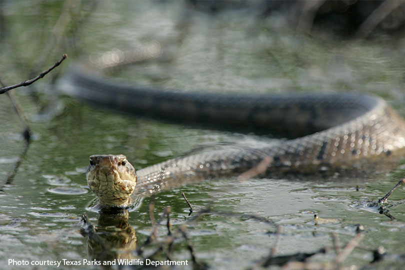 wetland snakes