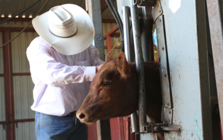 Over-the-counter livestock antibiotics will soon require prescriptions The remaining over-the-counter antibiotics for livestock and companion animals will require a prescription starting June 11.