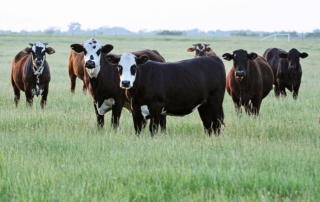 TFB member benefit helps save on Beef Cattle Short Course registration Texas Farm Bureau members will receive a discount on registration for the 69th annual Texas A&M Beef Cattle Short Course in College Station.