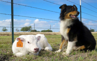 Nominations open for 2024 Farm Bureau Farm Dog of the Year Farmers are invited to submit nominations for the 2024 Farm Bureau Farm Dog of the Year contest, which comes with cash prizes and bragging rights. Nominations are due July 14.