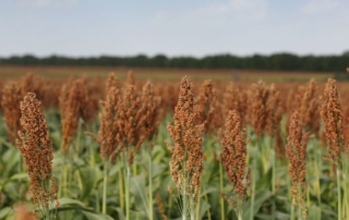USDA seeks Texas nominee for sorghum checkoff Texas Farm Bureau members interested in serving on the United Sorghum Checkoff Program Board are encouraged to submit nominations by April 10.