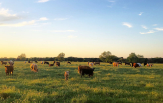 Spring grazing conditions improve across the state A large portion of Texas has seen relief coming into springtime with improved grazing conditions, after a long and dry winter.