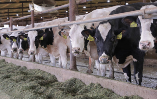 Dairy innovations have positive impact on environment Technological advancements in the dairy industry are helping farmers produce more while using less and having a positive impact on the environment.