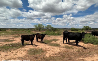 Drought persists in portions of the Lone Star State Some of Texas has seen rain, but some farmers and ranchers are waiting for their rain showers. Rancher, Ross Copeland says conditions are worse than last year.