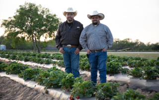 Carrying on the tradition of Poteet strawberries Strawberries are the heart of 4G Reyes Farms where David Reyes and Joel Garcia carry on their family’s tradition of growing tasty red berries in Poteet.