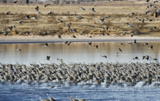 New dates set for 2023-24 hunting season The Texas Parks and Wildlife Commission recently approved a minor language change to clarify the intent of the Federal Sandhill Crane Permit and published new hunting season dates.