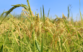 USDA announces new rice program details Rice farmers can start signing up this week for $250 million in special payments Congress provided to shore up grower income after lackluster returns in 2022.