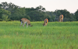 Deer program enrollment deadline approaching Texas landowners are running out of time to sign up for the program that gives them an extended deer hunting season and more liberal bag limits.
