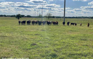 Drought eases with recent rains, ranchers begin to recover This time last year 81% of the state of Texas was experiencing drought. This year, farmers and ranchers are seeing much needed and prayed for rain.