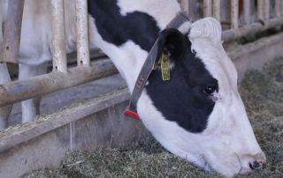 dairy cow with collar for milking robots