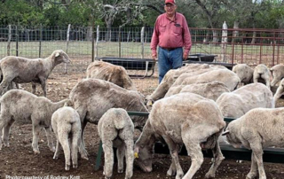 Sheep producers begin recovering from long-lasting drought Sheep producers have been recovering from the long-lasting drought and things are improving.