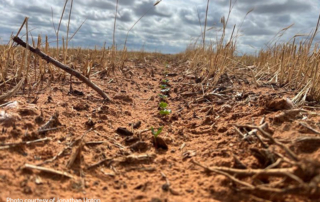 Too wet for some Texas farmers to plant cotton Farmers in the Texas South Plains have a different challenge this year—too much rain.