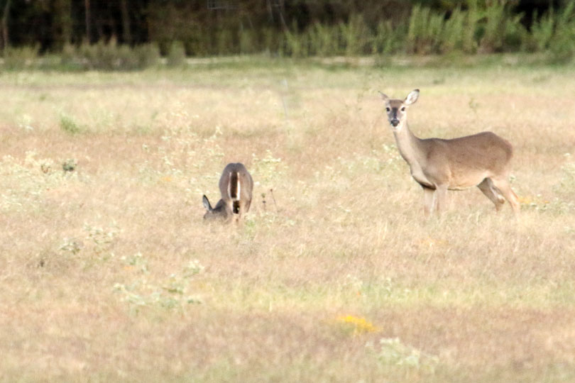 San Antonio deer tests positive for CWD