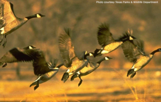 New EQIP program to improve habitat for migrating birds There are new opportunities for Texas farmers and ranchers who are interested in preserving and improving habitat for migratory birds and waterfowl.